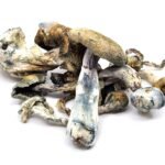 Hypo Hillbilly (Shrooms) ***Dust / Bottoms ***