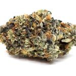 MKU Quad (Gas) ⛽🔥⛽🔥⛽