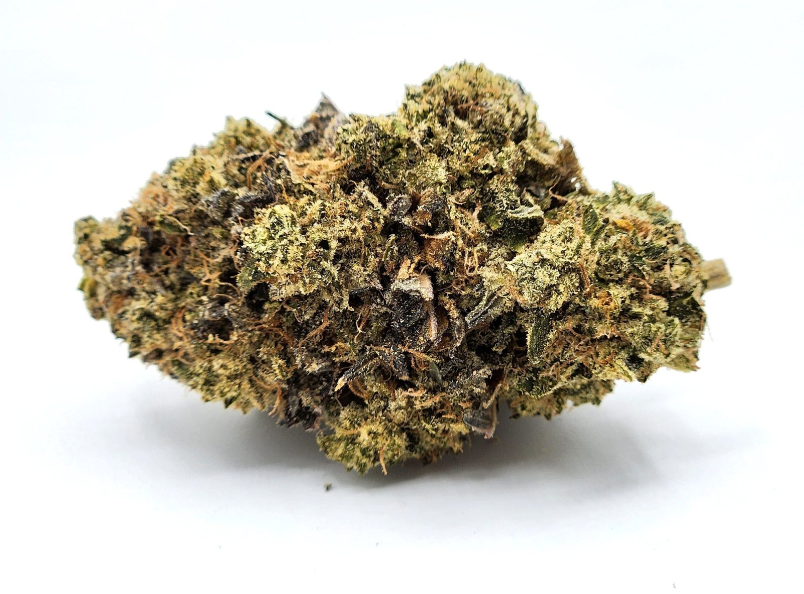 flower - bud - gary payton Gary Payton - Image 1