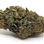 Master Kush
