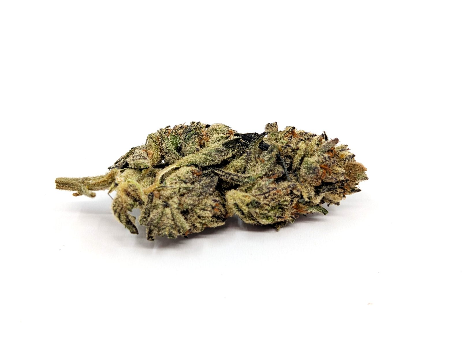 flower-bud-velvet-blaze Velvet Blaze - Image 1
