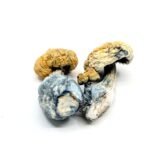 Aper Mushrooms